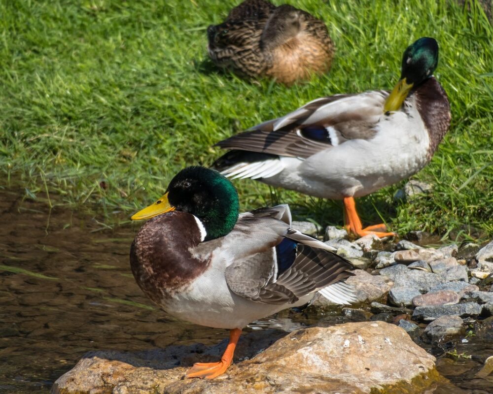 Utforska fördelarna med att förbättra din sömnvanor för hälsa - Bild.