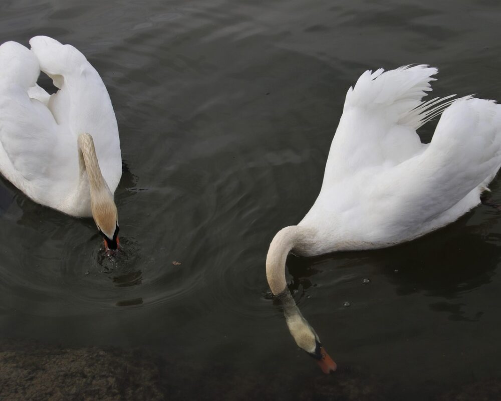 Ett balanserat liv med hälsosam kost och mindful eating - Bild.